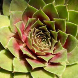Location: Medina, TN
Date: August 15, 2013
Sempervivum 'Red Rubin' starts its color change to red.