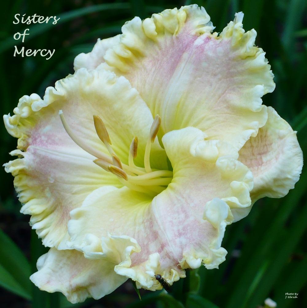 Photo of Daylily (Hemerocallis 'Sisters of Mercy') uploaded by julrich