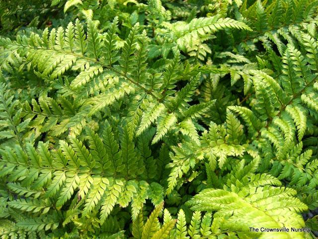 Photo of Korean Rock Fern (Polystichum luctuosum) uploaded by vic