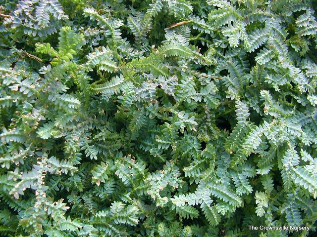 Photo of Peacock Fern (Selaginella uncinata) uploaded by vic