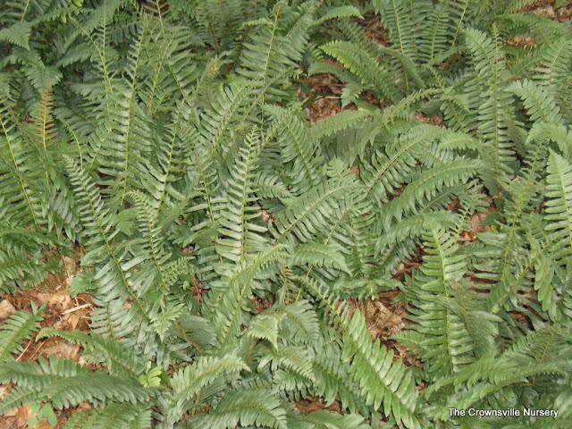 Photo of Christmas Fern (Polystichum acrostichoides) uploaded by vic