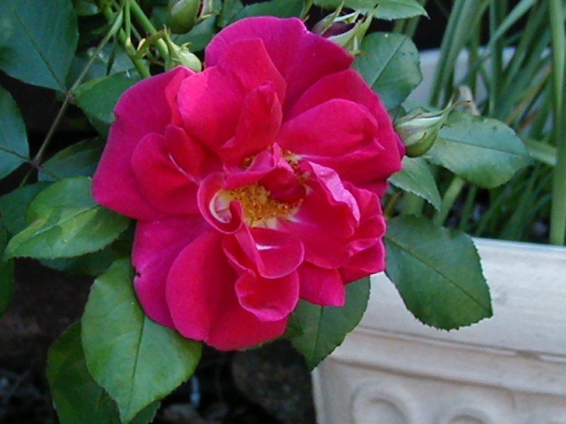 Photo of Rose (Rosa 'Lynnie') uploaded by RoseBlush1