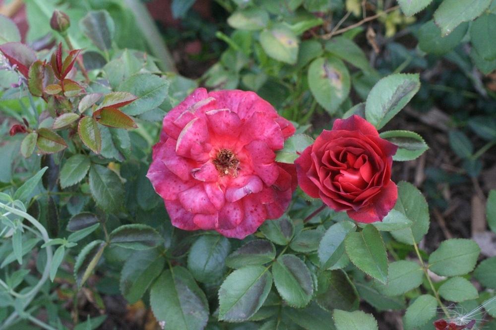 Photo of Rose (Rosa 'Hot Cocoa') uploaded by Skiekitty