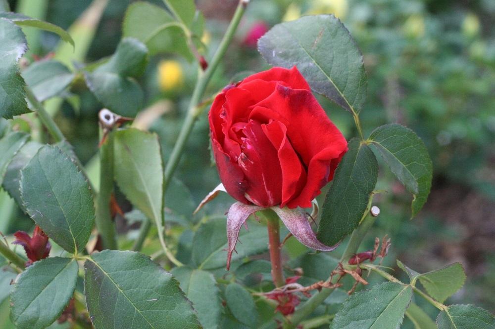 Photo of Rose (Rosa 'Artistry') uploaded by Skiekitty