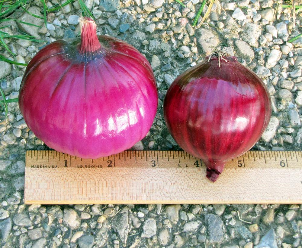 Photo of Red Candy Onion (Allium cepa 'Red Candy Apple') uploaded by TBGDN