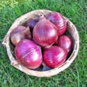 Short-Day, Intermediate-Day, and Long-Day Onions