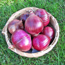 Location: My Place
Date: August 16, 2013
Red Candy Apple Onions