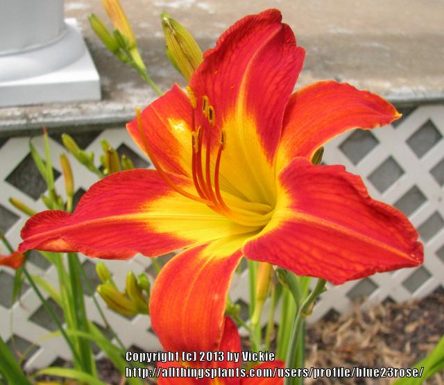 Photo of Daylily (Hemerocallis 'August Flame') uploaded by blue23rose
