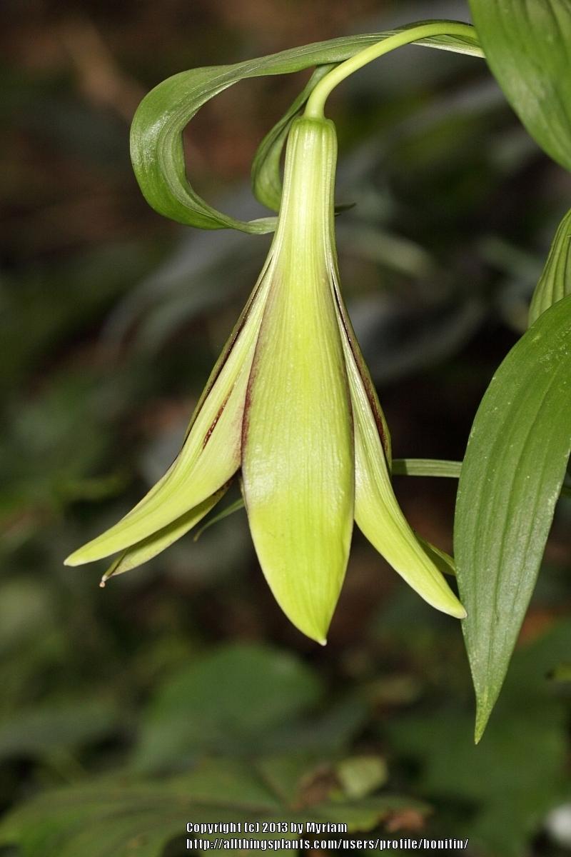 Photo of Nepal Lily (Lilium nepalense) uploaded by bonitin