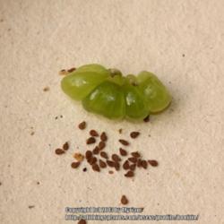 Location: My garden, Gent, Belgium
Date: 2013-08-12
Seeds and the exploded seedpod
