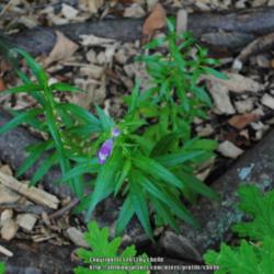 Location: My Northeastern Indiana Gardens - Zone 5b
Date: 2013-07-15
First year plant from winter sown seed.