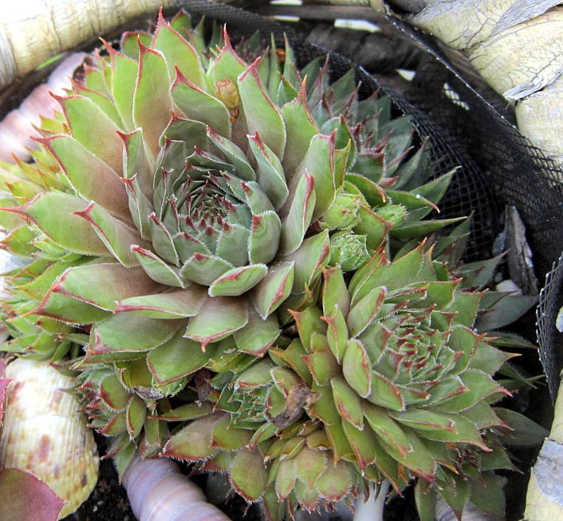 Photo of Hen and Chicks (Sempervivum 'Black') uploaded by ge1836