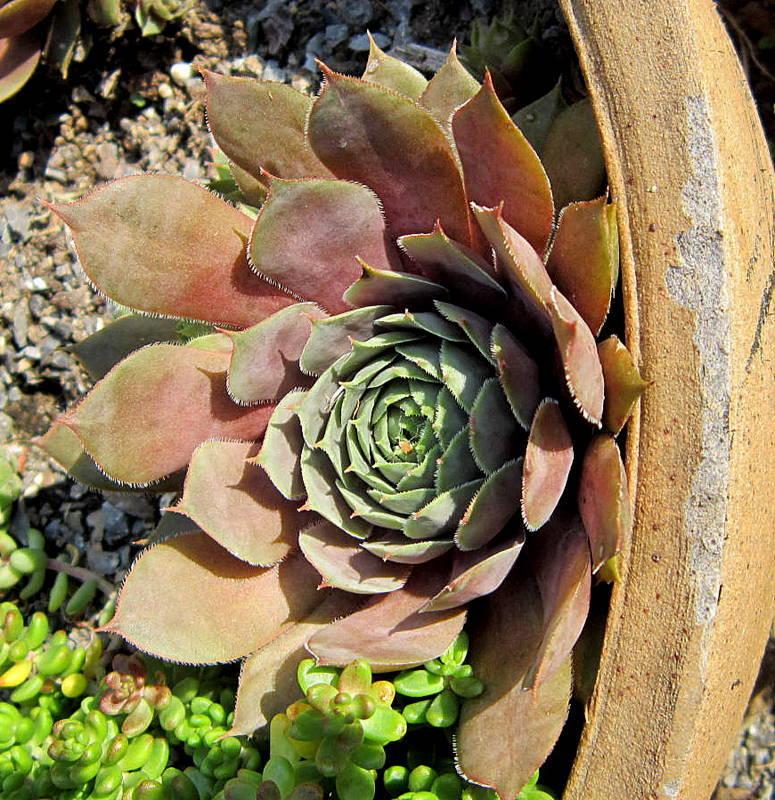 Photo of Hen and Chicks (Sempervivum 'Rubin') uploaded by ge1836