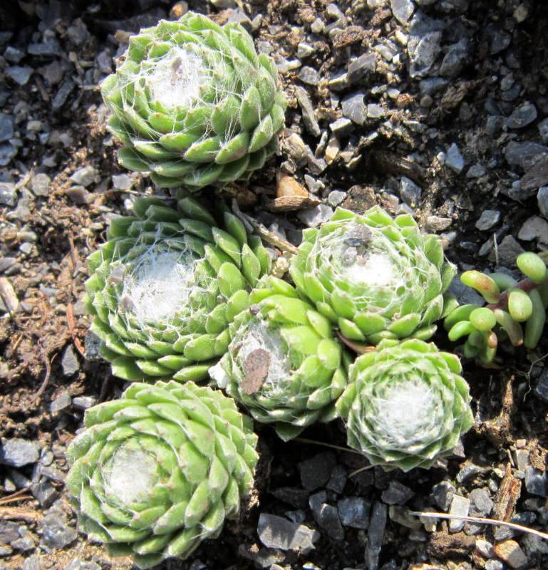 Photo of Hen and Chicks (Sempervivum arachnoideum 'Cobweb Buttons') uploaded by ge1836