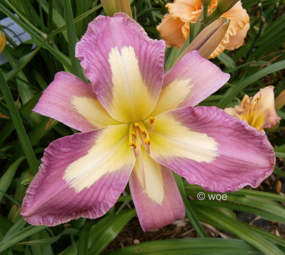 Photo of Daylily (Hemerocallis 'Aerial Applique') uploaded by mainstreet
