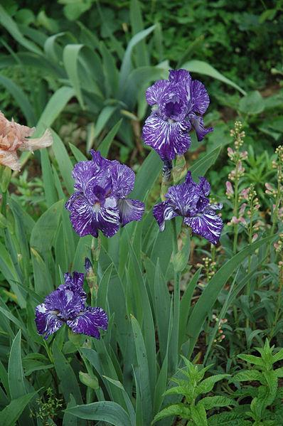 Photo of Border Bearded Iris (Iris 'Batik') uploaded by robertduval14