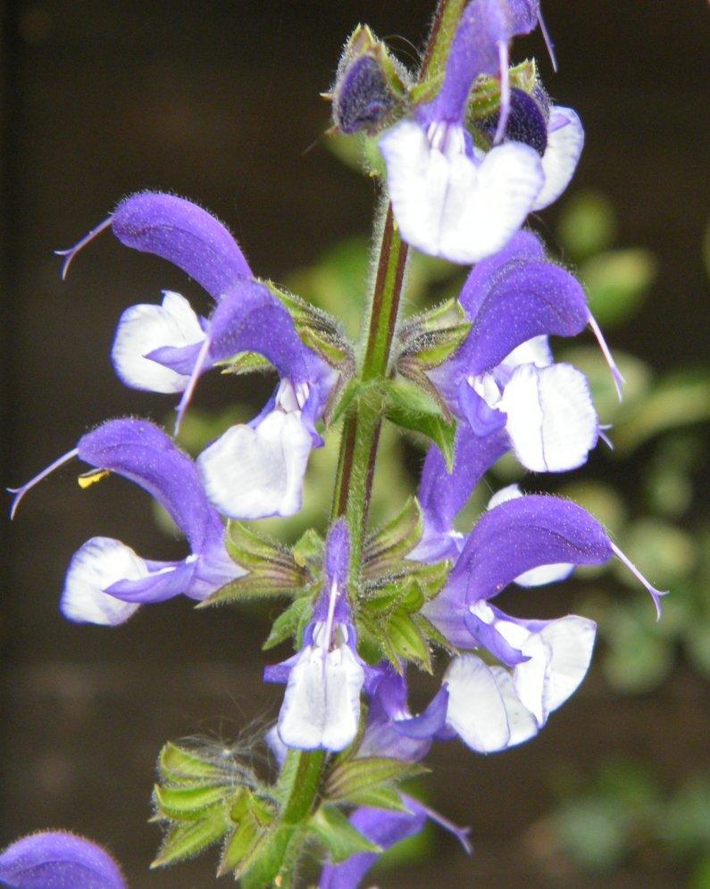 Photo of Salvia 'Madeline' uploaded by vic
