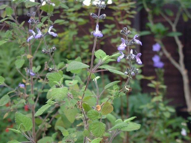 Photo of Grape-Scented Sage (Salvia melissodora) uploaded by vic