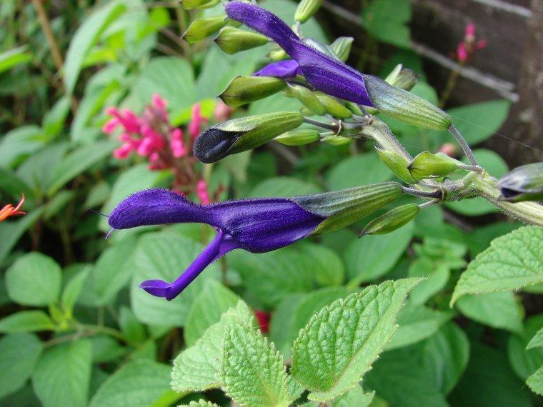 Photo of Sage (Salvia 'Jean's Purple Passion') uploaded by vic
