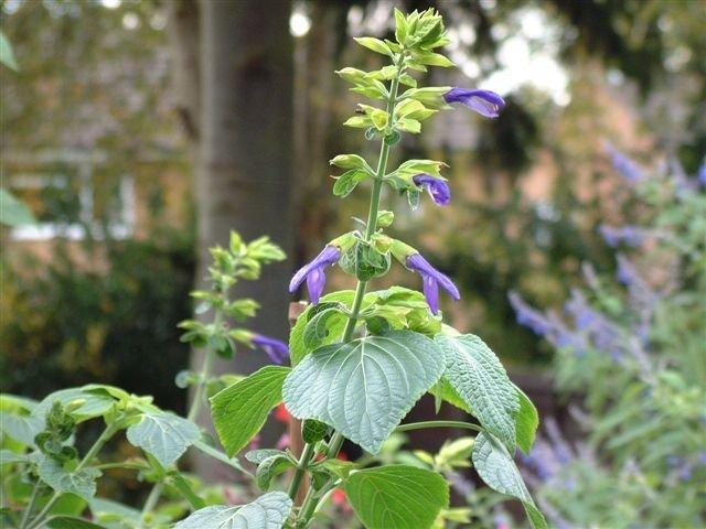 Photo of Mexican Sage (Salvia mexicana 'Limelight') uploaded by vic