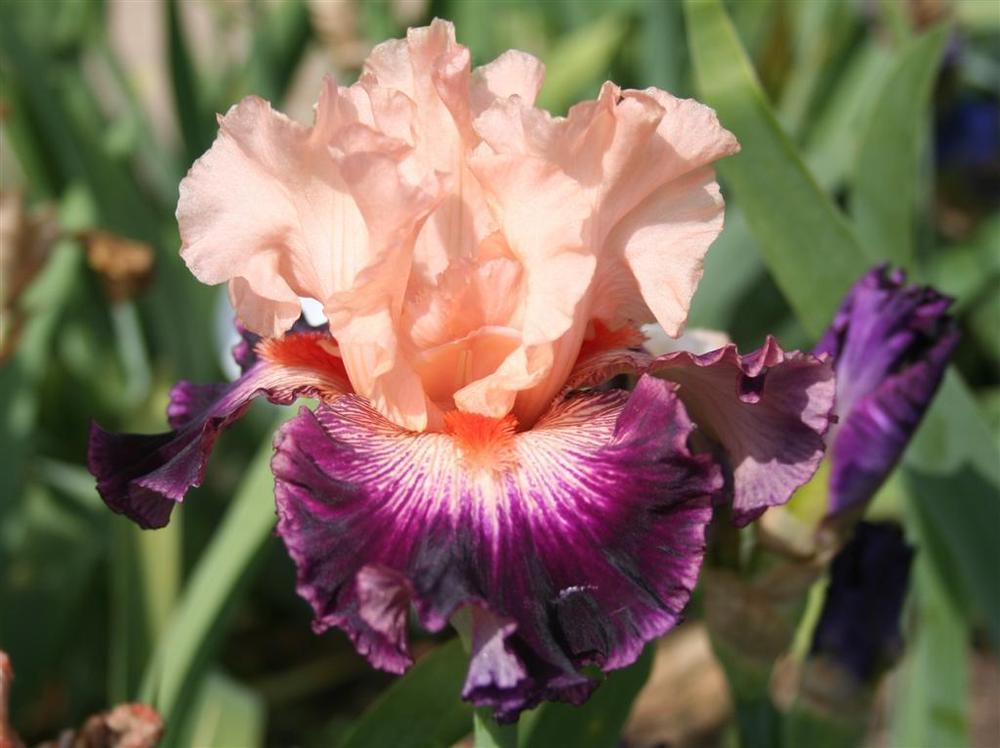 Photo of Tall Bearded Iris (Iris 'Jazz Era') uploaded by KentPfeiffer