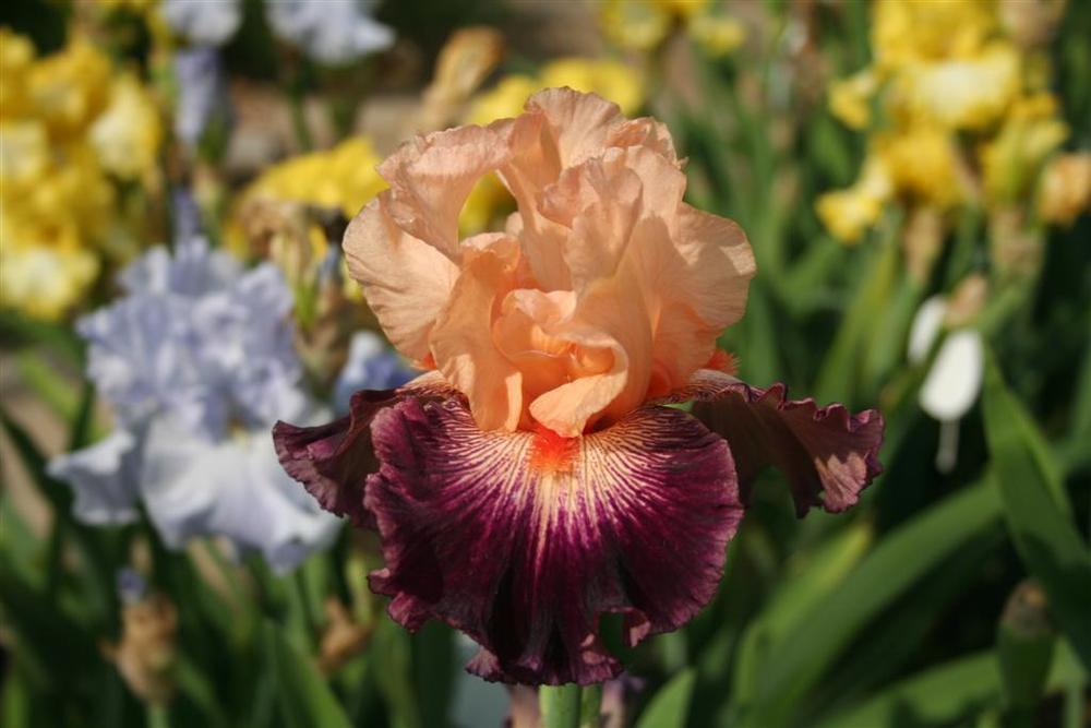 Photo of Tall Bearded Iris (Iris 'Jazz Era') uploaded by KentPfeiffer