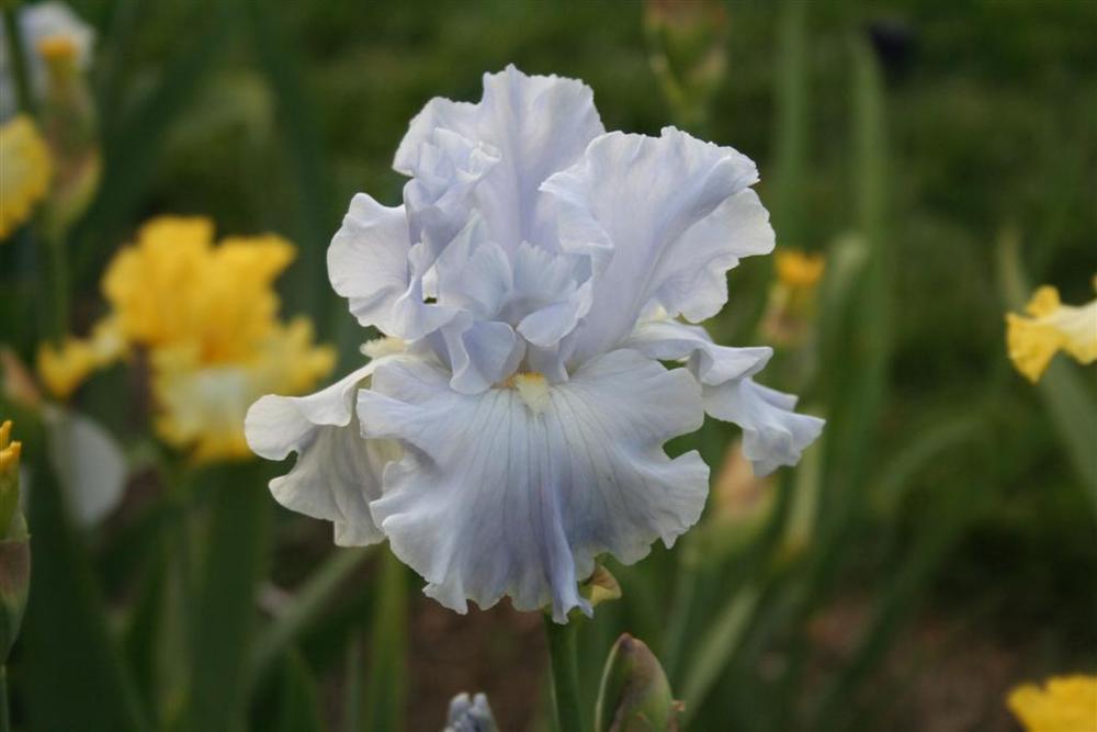 Photo of Tall Bearded Iris (Iris 'Into the Blue') uploaded by KentPfeiffer