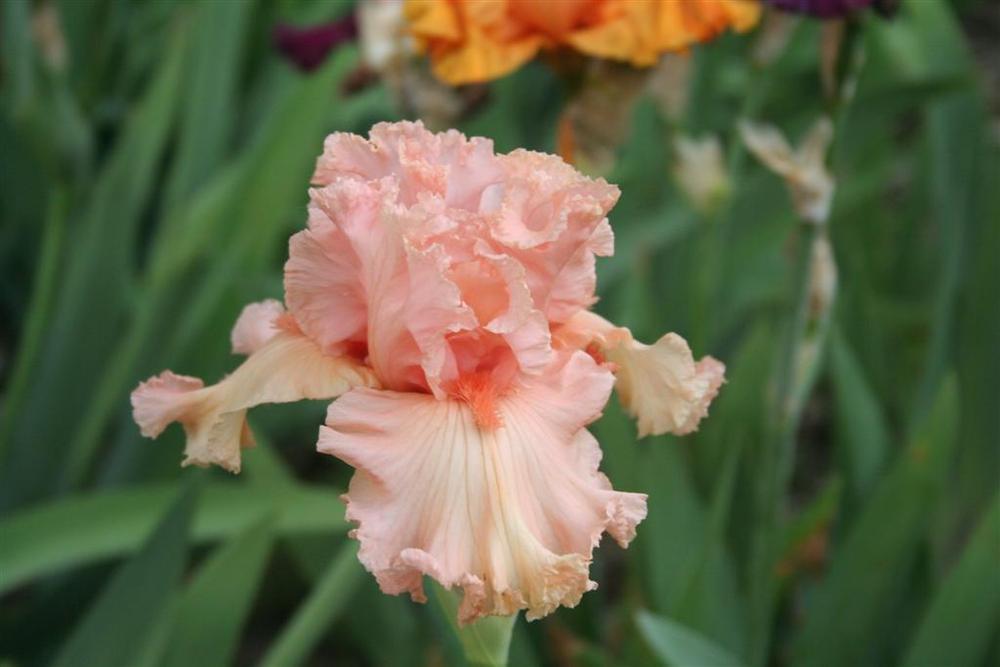 Photo of Tall Bearded Iris (Iris 'In Love Again') uploaded by KentPfeiffer