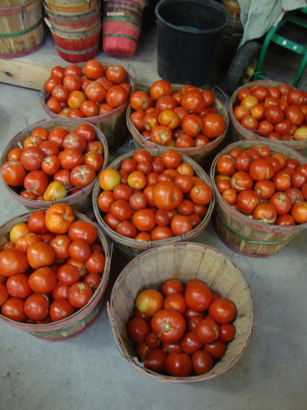 Photo of Tomato (Solanum lycopersicum 'Celebrity') uploaded by Paul2032