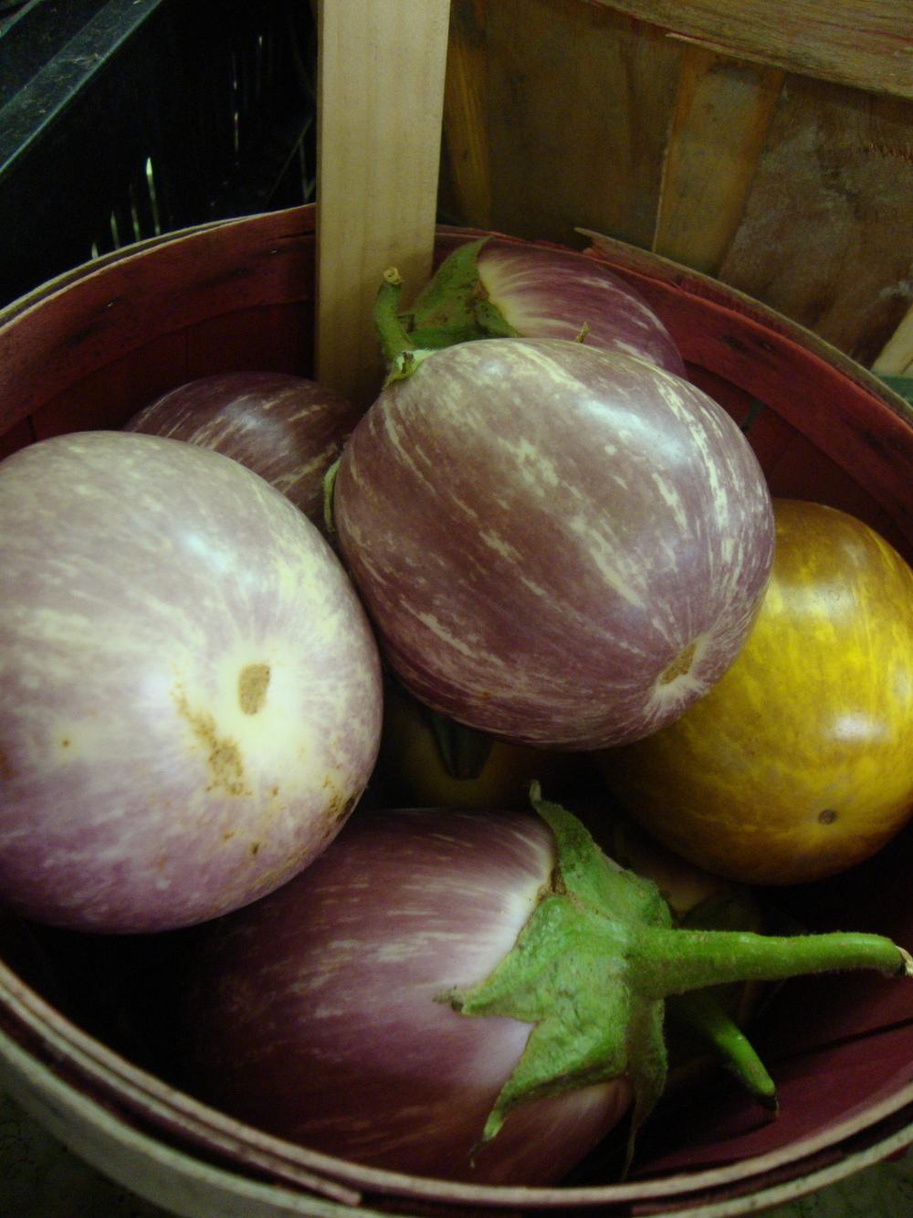 Photo of Eggplant (Solanum melongena 'Rosa Bianca') uploaded by Paul2032