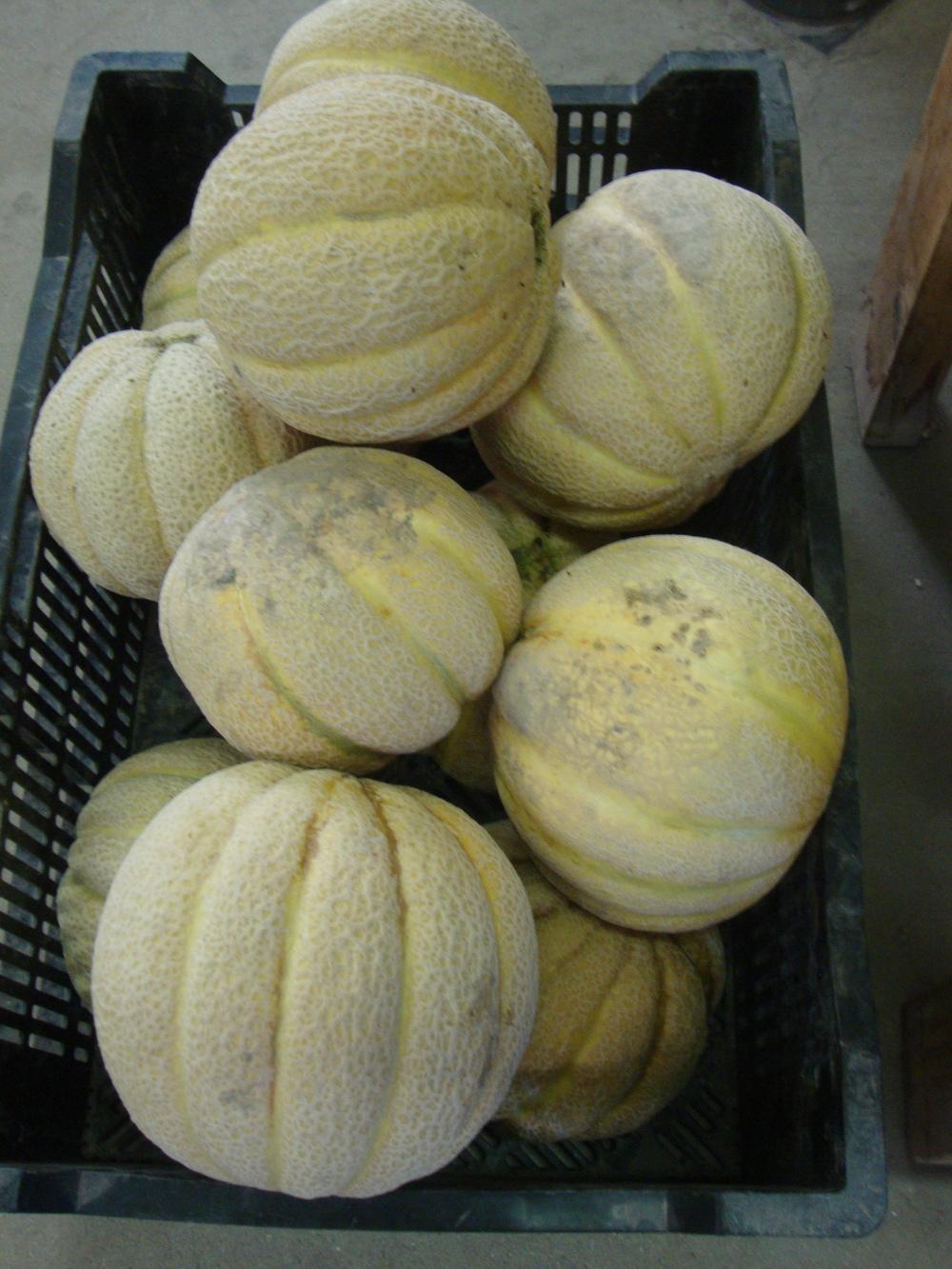 Photo of Cantaloupes (Cucumis melo) uploaded by Paul2032