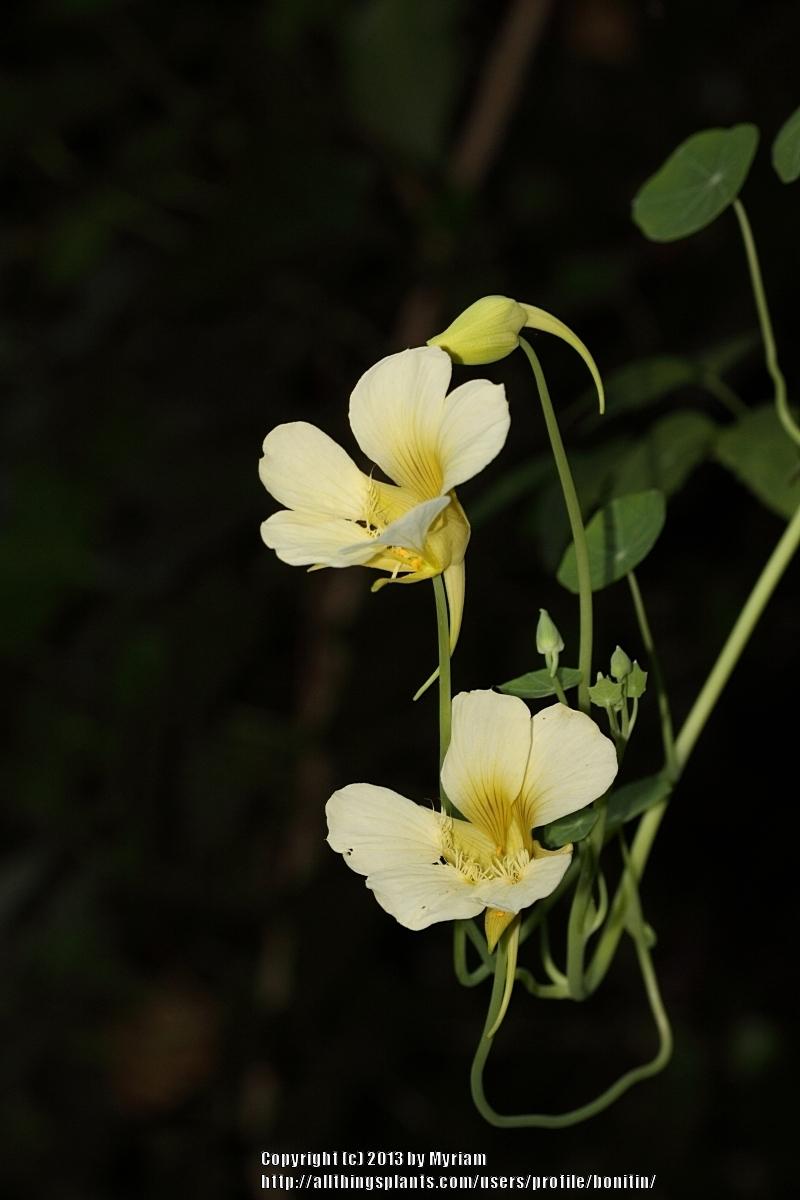 Photo of Garden Nasturtium (Tropaeolum majus 'Yeti') uploaded by bonitin