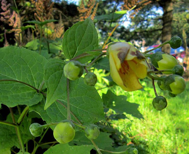 Photo of Yellow Wax Bells (Kirengeshoma palmata) uploaded by ge1836