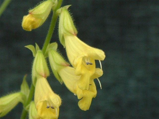 Photo of Salvia omeiana uploaded by vic