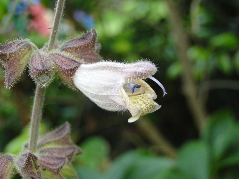Photo of Salvia omeiana uploaded by vic