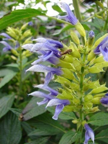 Photo of Mexican Sage (Salvia mexicana 'Bicolor') uploaded by vic