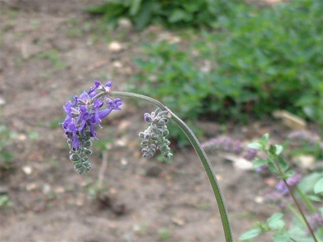 Photo of Nodding Sage (Salvia nutans) uploaded by vic