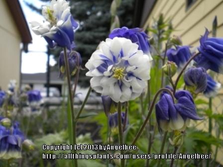 Photo of Columbine (Aquilegia vulgaris 'Double Pleat Blue and White') uploaded by Angelbee