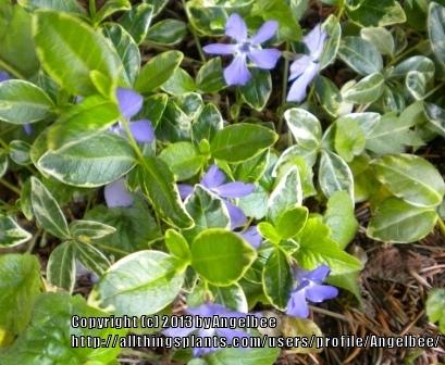 Photo of Common Periwinkle (Vinca minor 'Ralph Shugert') uploaded by Angelbee