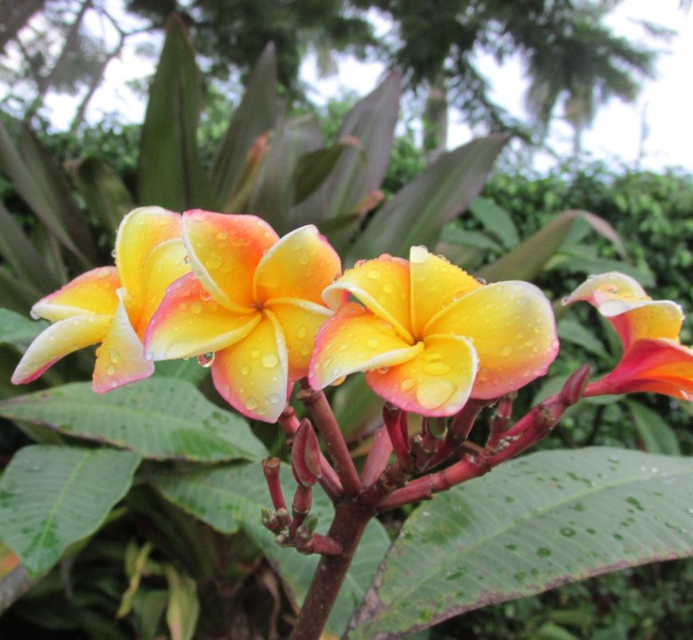 Photo of Plumeria (Plumeria rubra 'Hawaiian Rose') uploaded by Dutchlady1