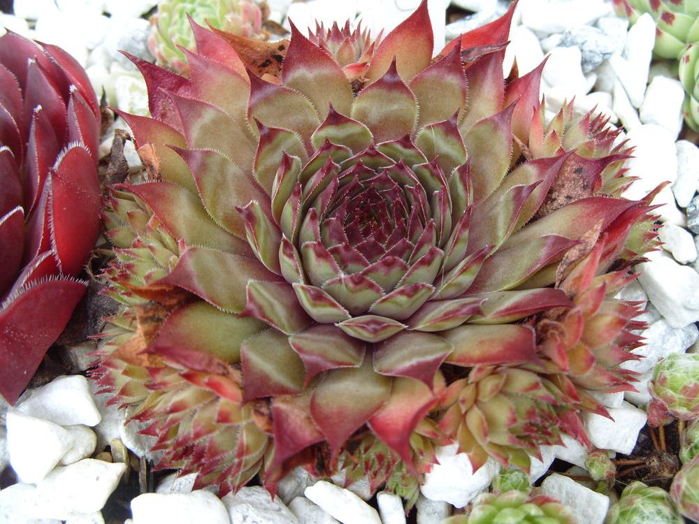 Photo of Hen and Chicks (Sempervivum 'Blood Tip') uploaded by Eviesmummy
