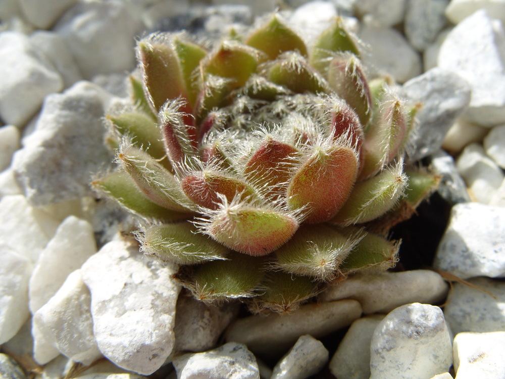 Photo of Hen and Chicks (Sempervivum 'Mini Frost') uploaded by Eviesmummy
