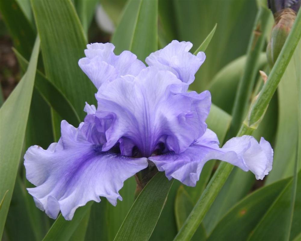 Photo of Tall Bearded Iris (Iris 'Jordan's Joy') uploaded by KentPfeiffer