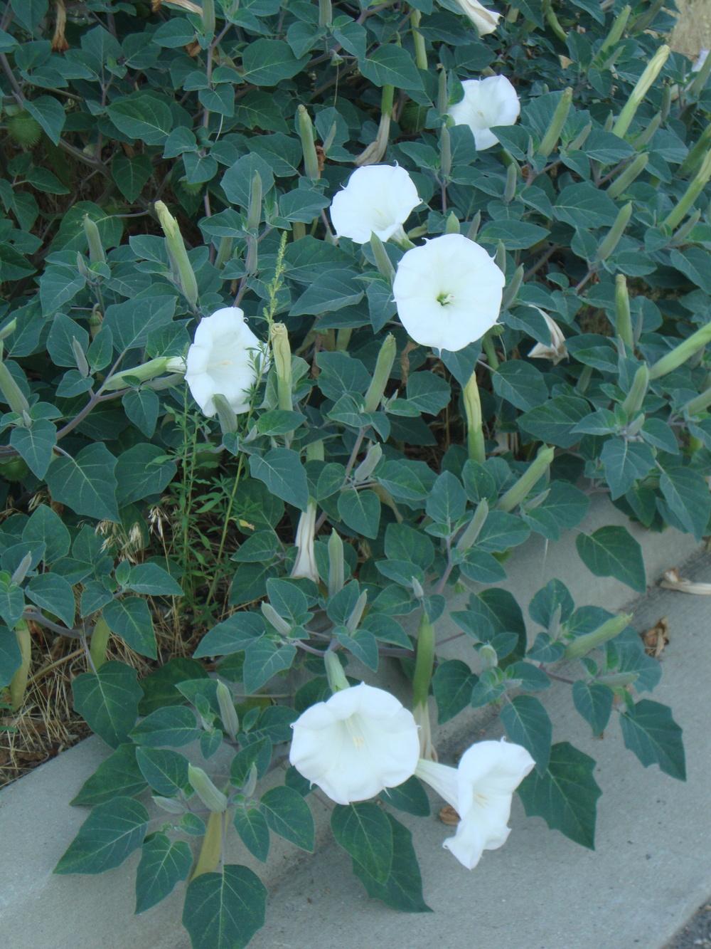 Photo of Jimson Weed (Datura innoxia) uploaded by Paul2032