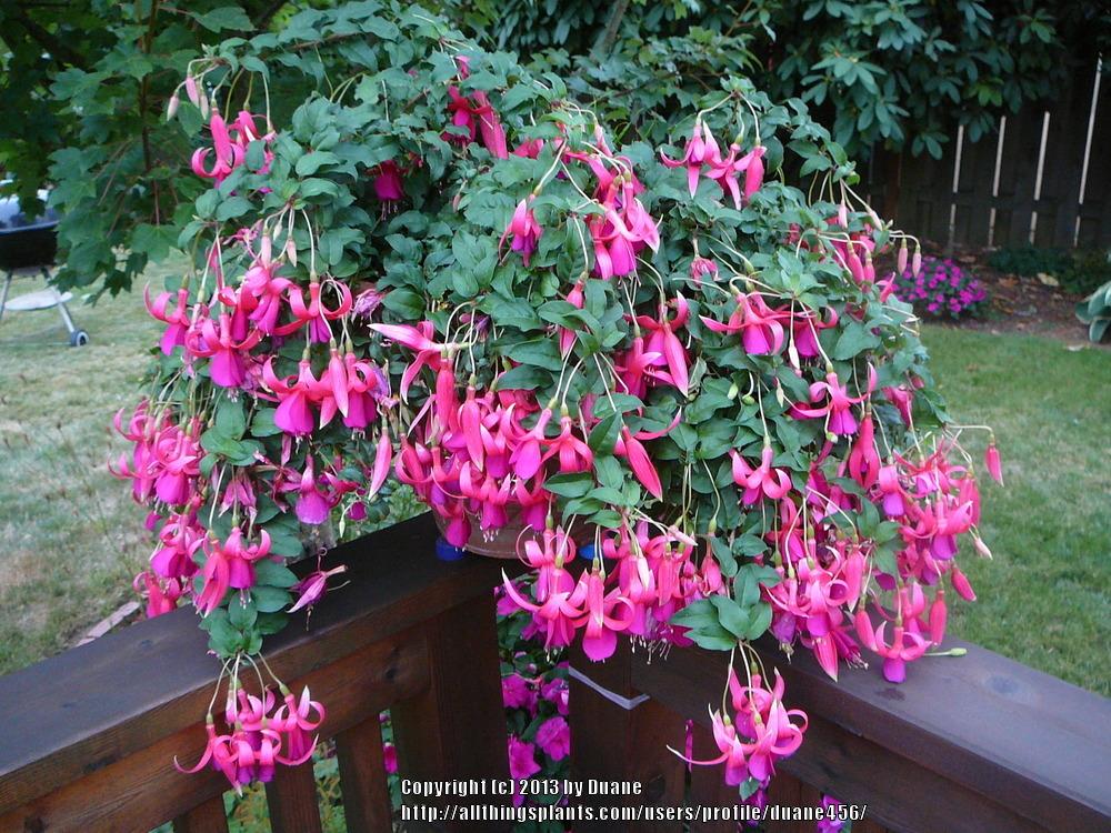 Photo of Fuchsia 'Red Spider' uploaded by duane456