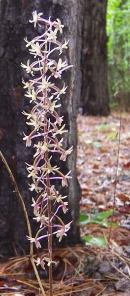 Photo of Cranefly Orchid (Tipularia discolor) uploaded by stone
