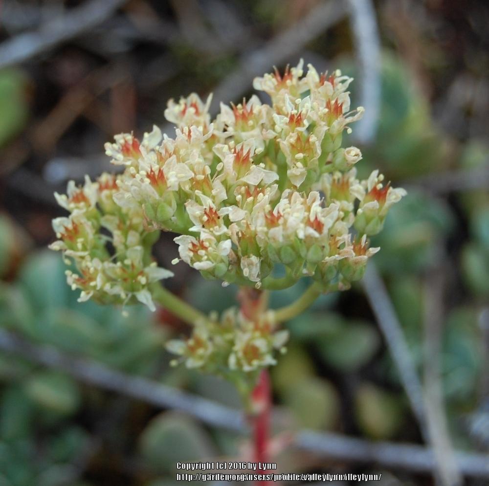 Photo of Sierra Sedum (Sedum obtusatum) uploaded by valleylynn