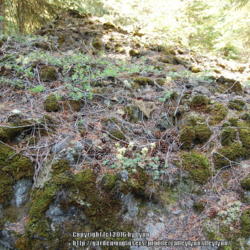 Location: Cascade Moutain Range, Oregon
Date: 2013-07-26
