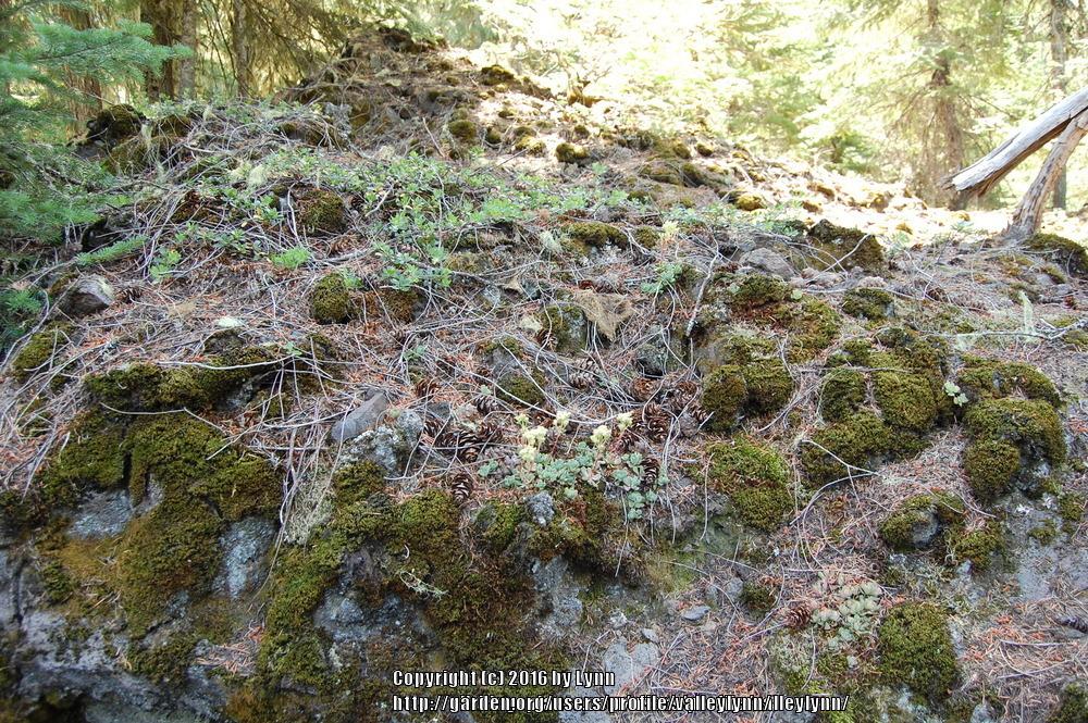 Photo of Sierra Sedum (Sedum obtusatum) uploaded by valleylynn
