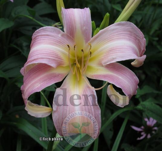 Photo of Daylily (Hemerocallis 'Orchid Corsage') uploaded by Char